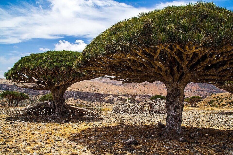 Socotra Island, Yemen