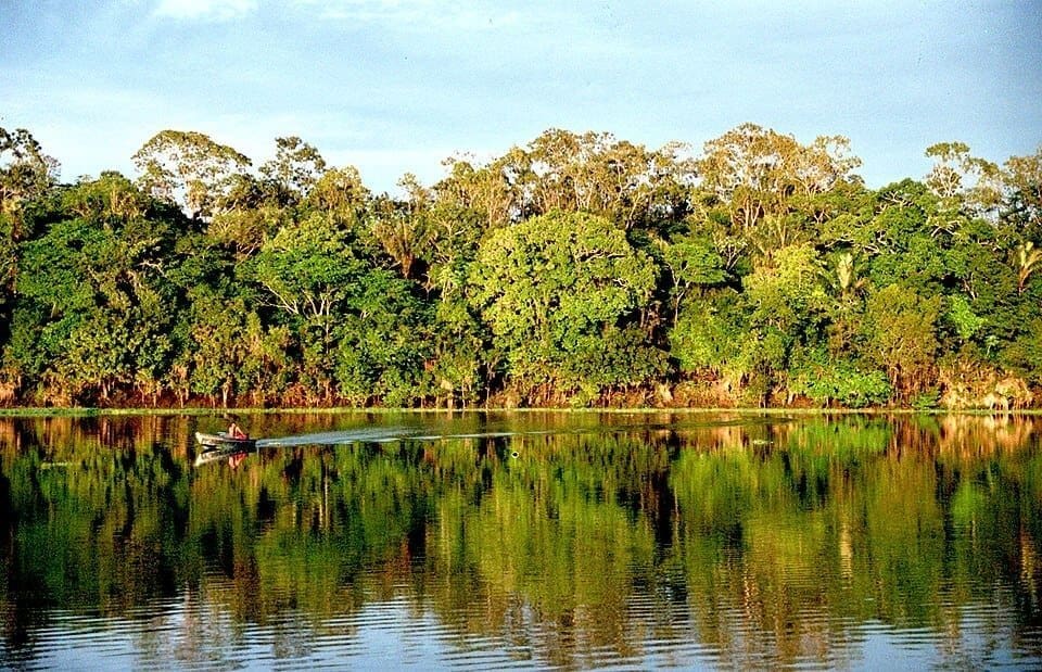 Amazon Rainforest Canopy