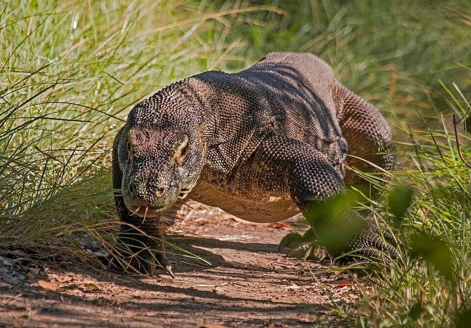 Komodo Dragons