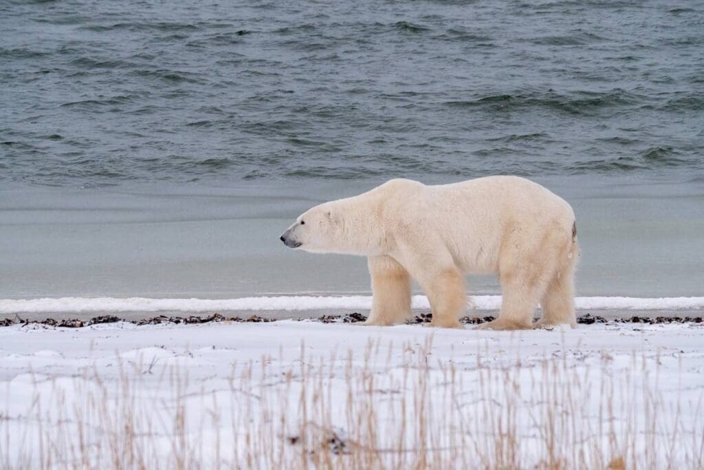 Hudson Bay Sea Ice, Canada