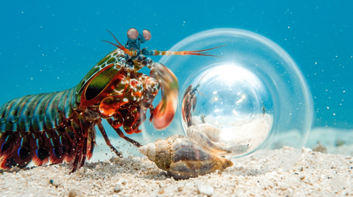 The Mantis Shrimp Punches So Fast It Boils the Water Around Its Fist